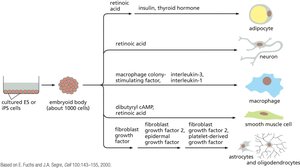 Differentiation pathways of iPS cells