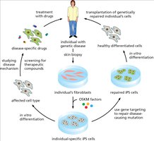 Applications of iPS technology in research and therapy
