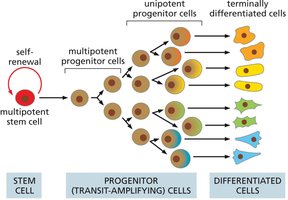 Cell hierarchy from stem cell to differentiated cell