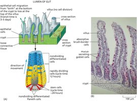 Structure and renewal of gut epithelium