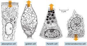 Main differentiated cell types in gut epithelium