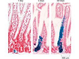 Tracking stem cell progeny in gut epithelium