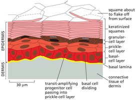 Structure and renewal of epidermis