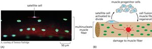 Satellite cells and muscle regeneration