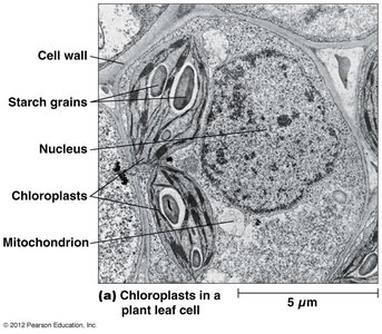 Electron micrograph of a plant leaf cell showing chloroplasts, starch grains, nucleus, mitochondrion, and cell wall