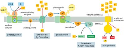 Diagram of the Z-scheme showing electron flow and ATP/NADPH production