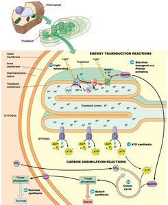 Overview of photosynthesis showing energy transduction and carbon assimilation reactions in the chloroplast
