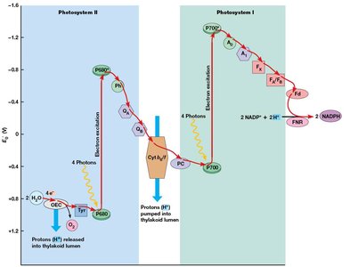 Summary diagram of noncyclic electron flow in photosynthesis
