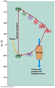 Diagram of cyclic electron flow in photosynthesis