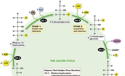 Detailed diagram of Calvin cycle reactions and enzyme involvement