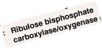 Diagram showing the reaction of RuBP with O2 during photorespiration