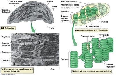 Chloroplast structure and electron micrograph of grana and stroma thylakoids