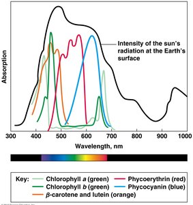 Absorption spectra of photosynthetic pigments compared to sunlight intensity