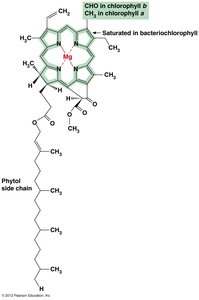 Structure of chlorophyll molecule