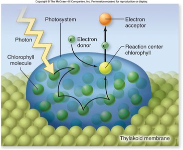 Diagram of photosystem showing photon absorption and electron transfer