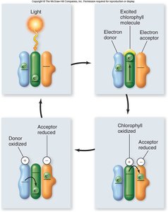 Sequence of electron transfer in photosystem after light excitation