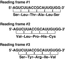 Reading frames and their effect on amino acid sequence