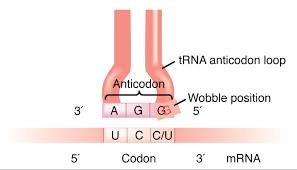 tRNA anticodon loop and wobble position
