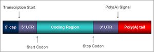 Structure of eukaryotic mRNA with 5' cap, UTRs, coding region, and poly(A) tail