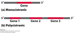 Monocistronic and polycistronic mRNA diagrams