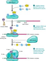 Steps of translation initiation complex formation