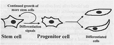 Diagram showing stem cell differentiation into progenitor and differentiated cells