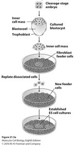 Diagram of ESC derivation and culture from blastocyst