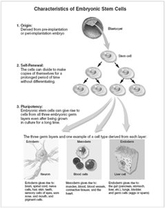 Characteristics of embryonic stem cells, including origin, self-renewal, and pluripotency