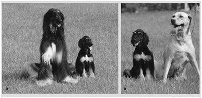 Diagram of therapeutic cloning process