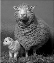 Dolly the sheep and her first-born lamb