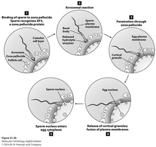 Steps of sperm binding, acrosomal reaction, and fertilization