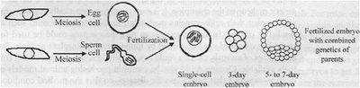 Diagram of fertilization and early embryo development