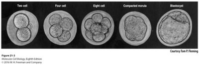 Stages of early embryo: two cell, four cell, eight cell, morula, blastocyst