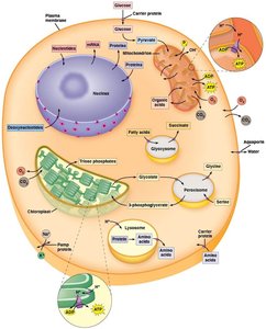Diagram of cell compartments and transport processes