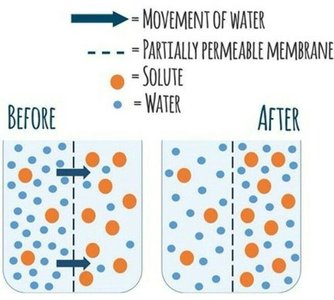 Osmosis across a membrane