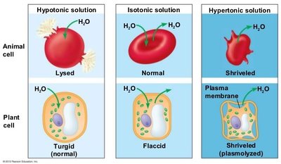 Effects of hypotonic, isotonic, and hypertonic solutions on cells