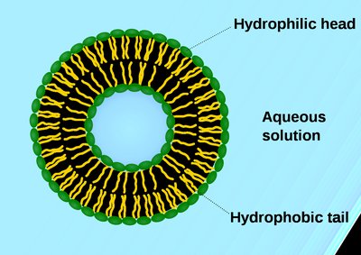 Structure of a liposome