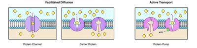 Facilitated diffusion and active transport mechanisms