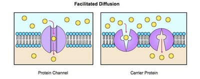 Facilitated diffusion: protein channel and carrier protein