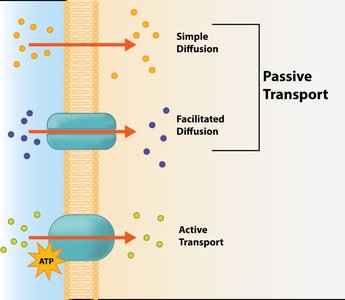 Simple diffusion, facilitated diffusion, and active transport across membrane