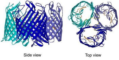 Protein channel vs carrier protein