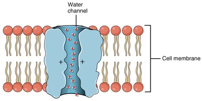 Ion channels for Na+, Ca2+, K+, Cl-