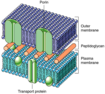 Water channel (aquaporin) in cell membrane