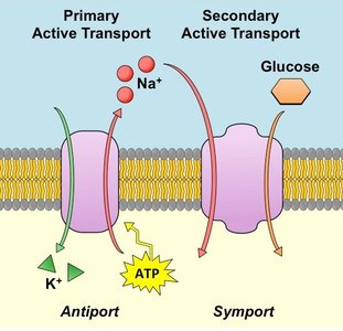 Primary and secondary active transport: antiport and symport