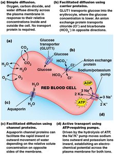 Transport mechanisms in erythrocyte membrane