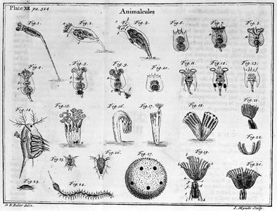 Portraits of Schleiden and Schwann