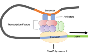Enhancer-promoter interaction in eukaryotic transcription
