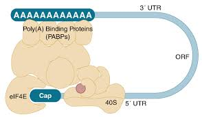 mRNA cap and poly(A) tail interaction with translation machinery