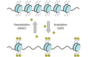Histone acetylation and deacetylation in chromatin structure
