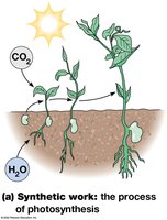 Synthetic work: the process of photosynthesis